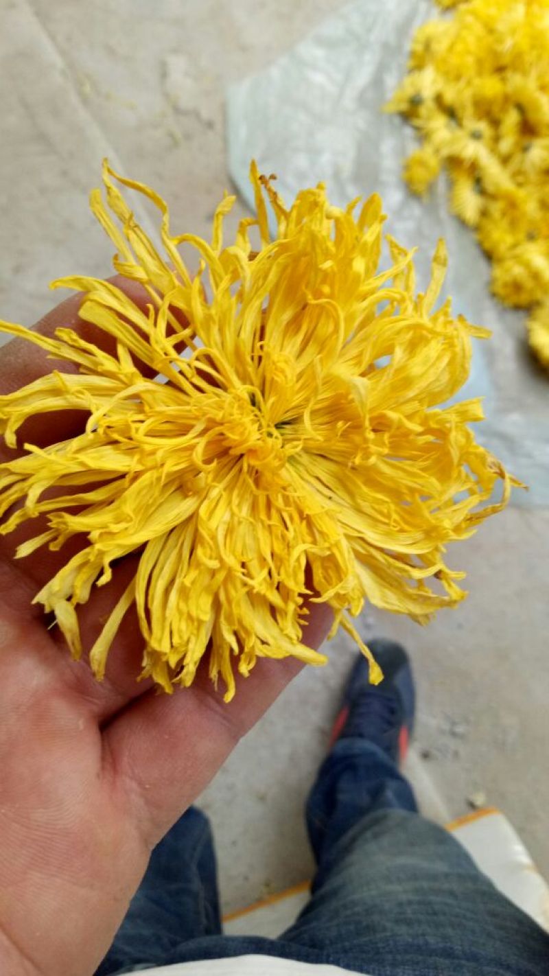 怀菊花散装