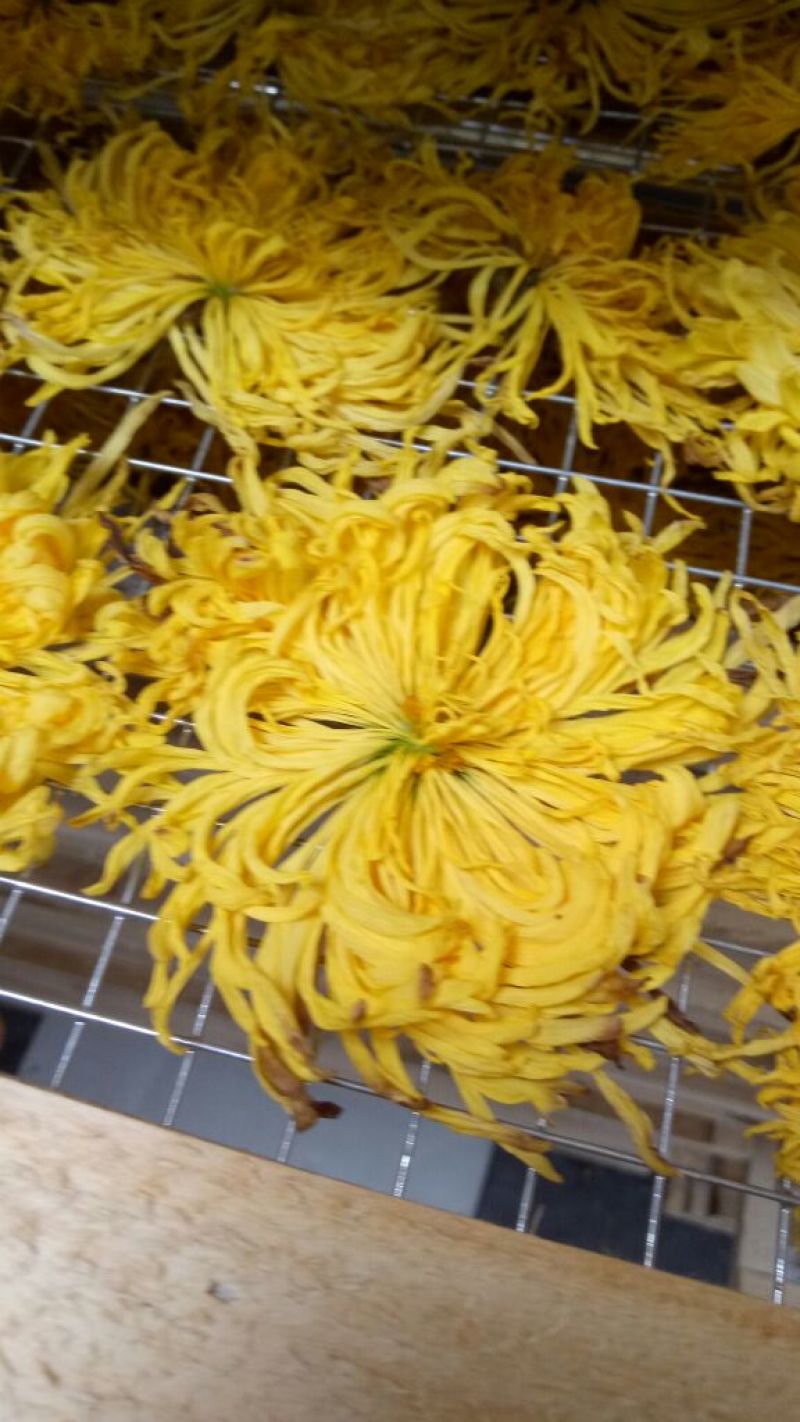 怀菊花散装