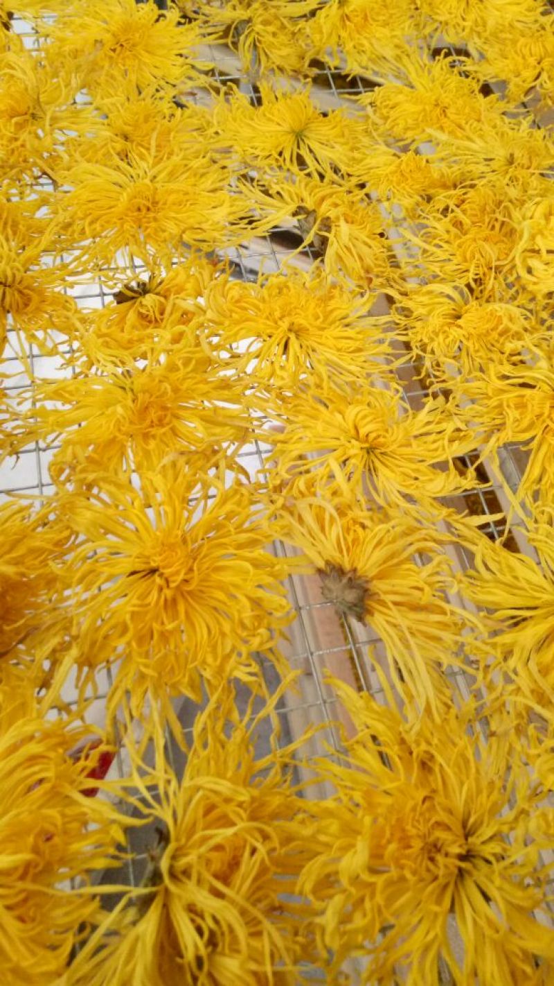 怀菊花散装