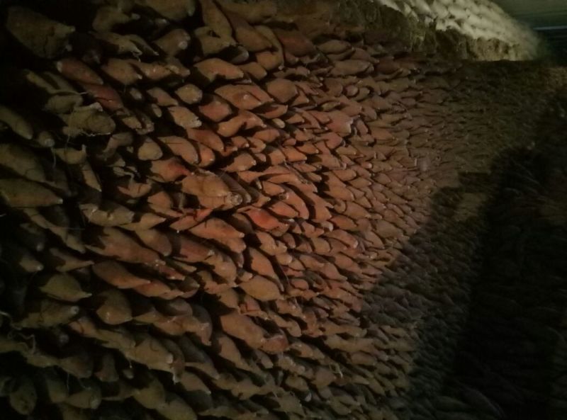 临潼秦薯5号原种高产红薯苗板栗红薯苗红薯苗地瓜苗