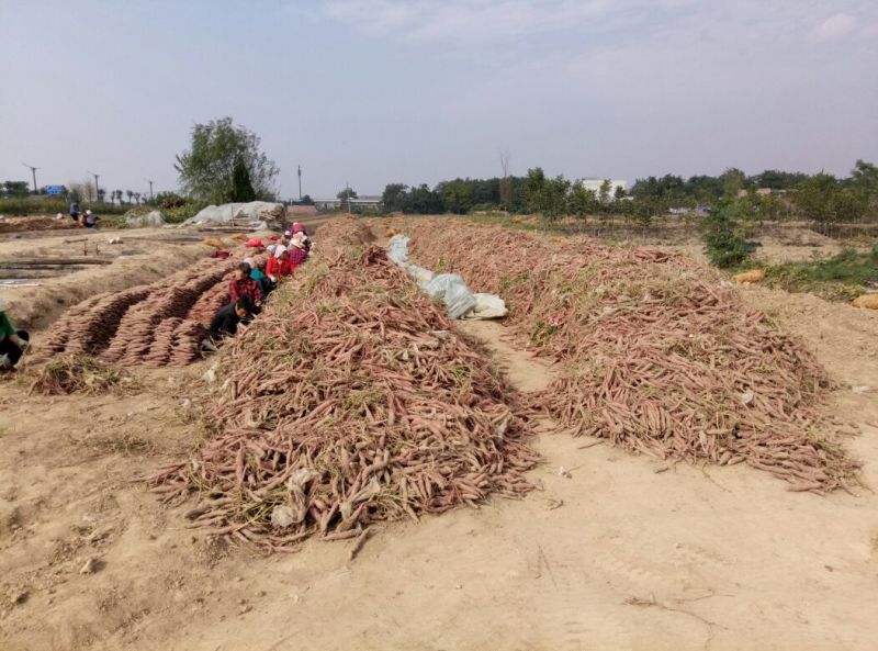 临潼秦薯5号原种高产红薯苗板栗红薯苗红薯苗地瓜苗