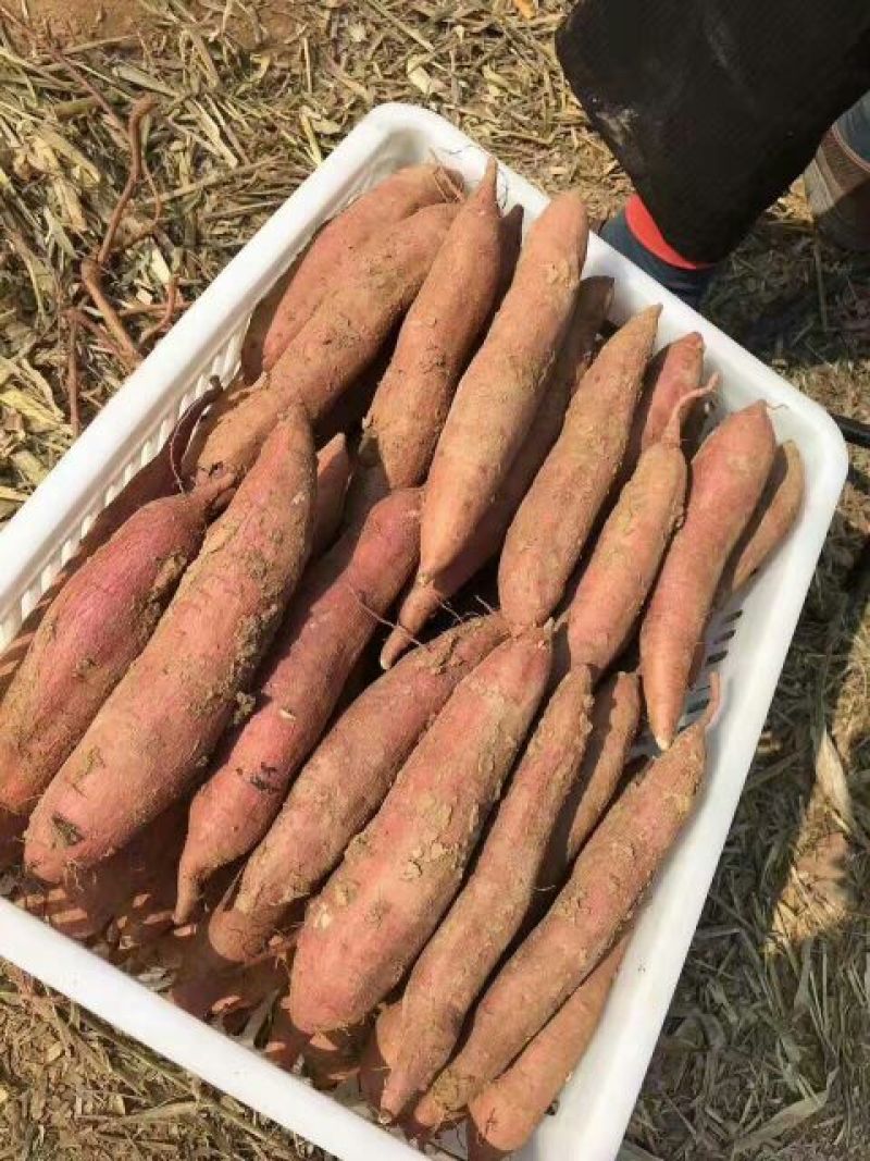 临潼秦薯5号原种高产红薯苗板栗红薯苗红薯苗地瓜苗