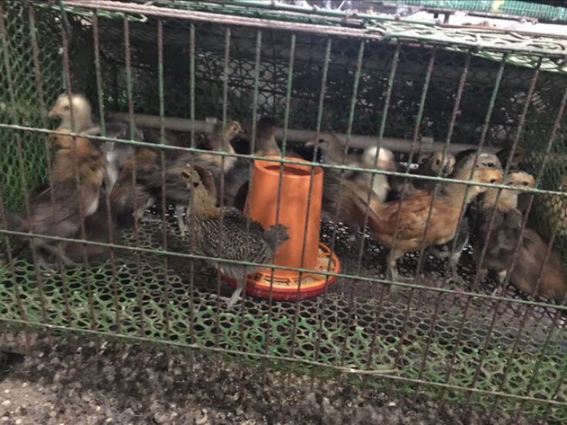 鸡苗
