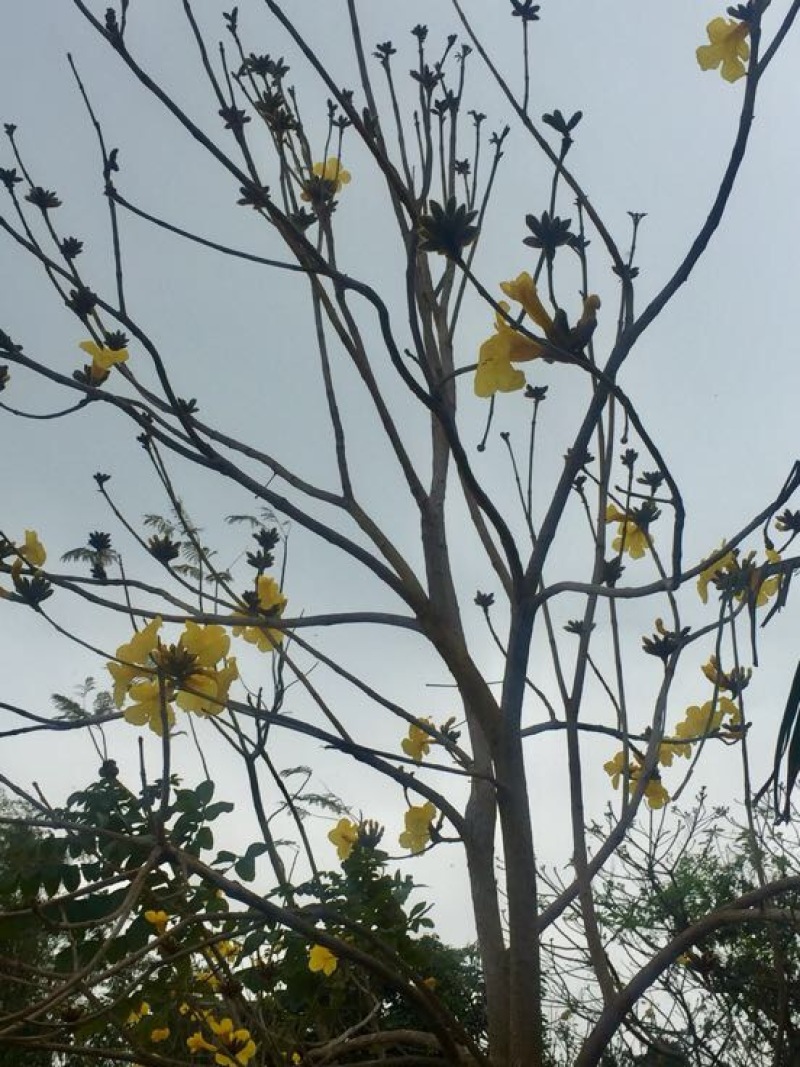 黄花风铃木3m以上，规格齐全