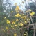 黄花风铃木3m以上，规格齐全