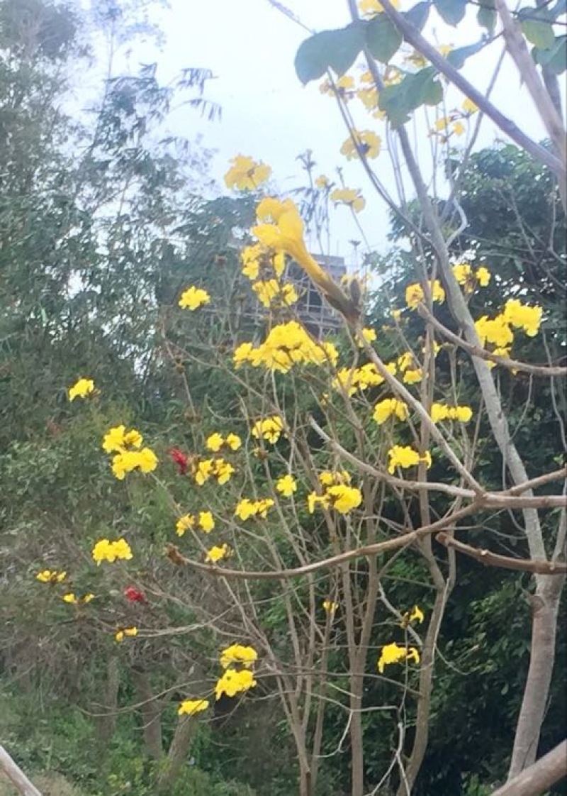 黄花风铃木3m以上，规格齐全