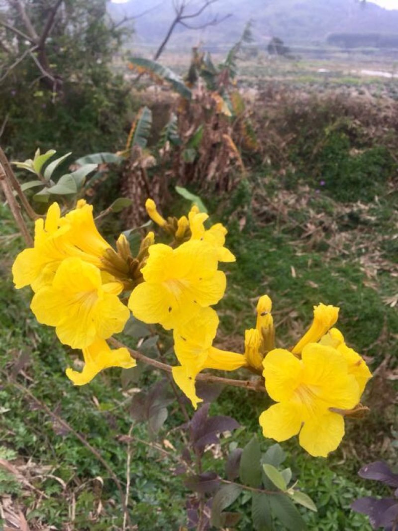 黄花风铃木3m以上，规格齐全