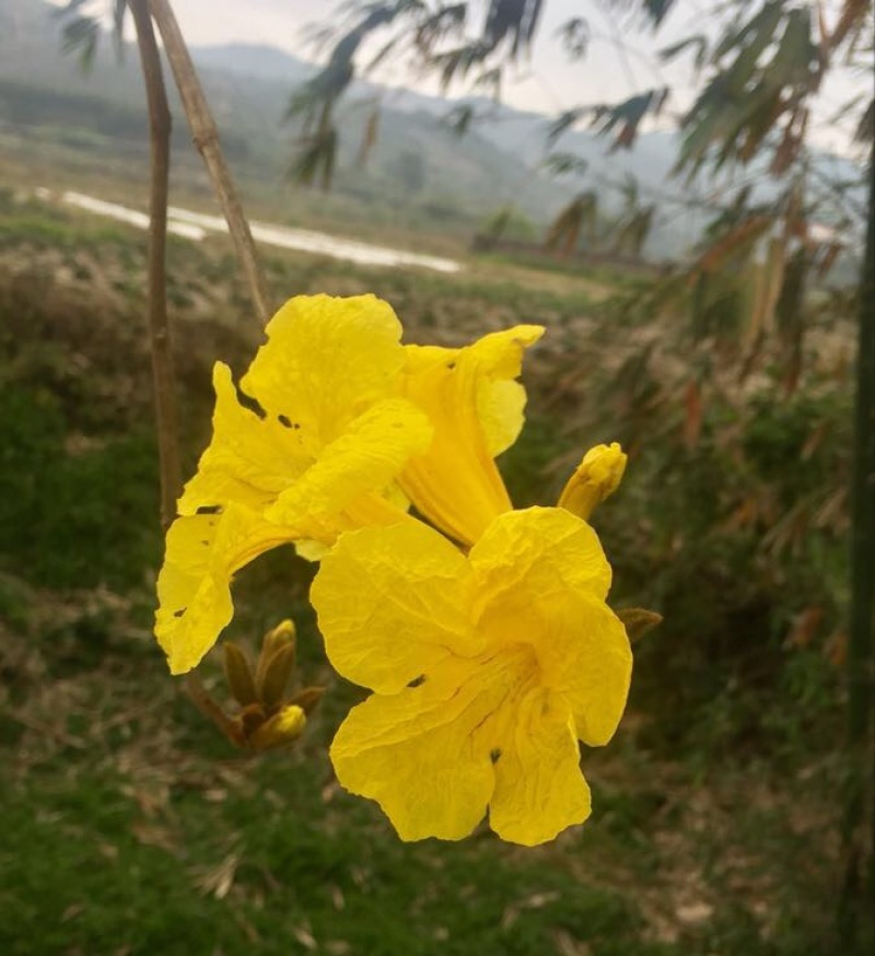 黄花风铃木3m以上，规格齐全