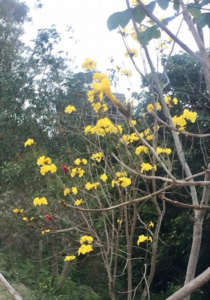 黄花风铃木3m以上，规格齐全