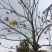 黄花风铃木3m以上，规格齐全