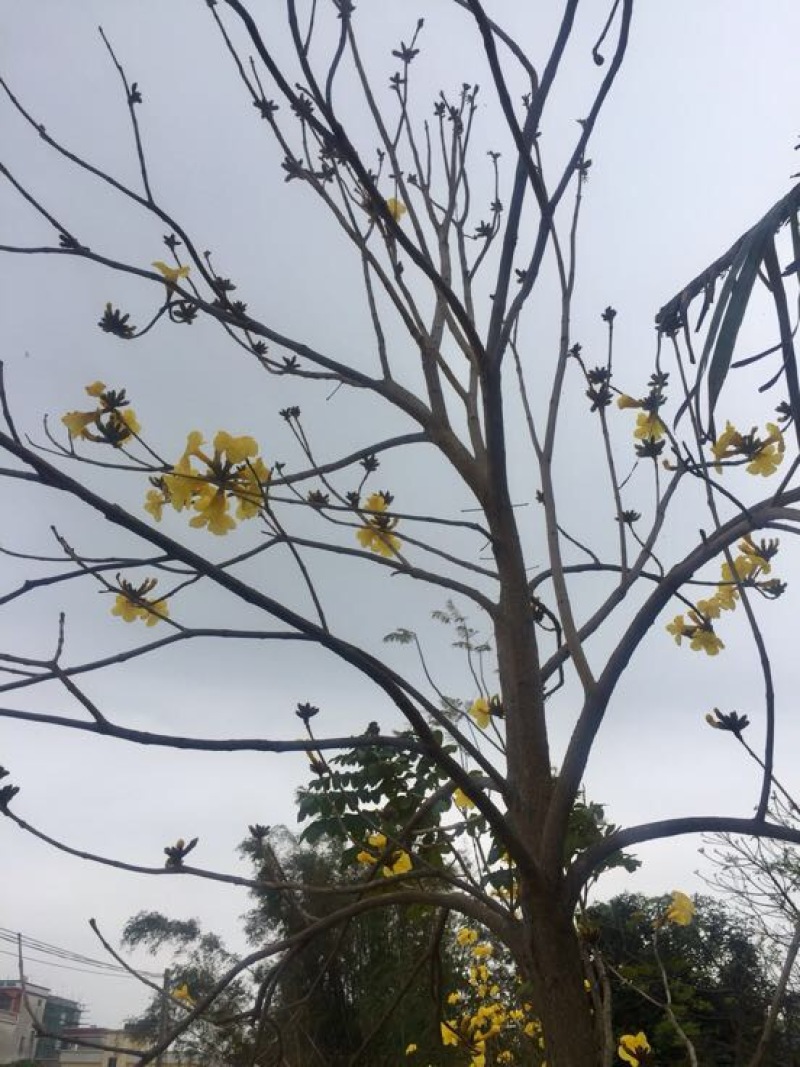 黄花风铃木3m以上，规格齐全