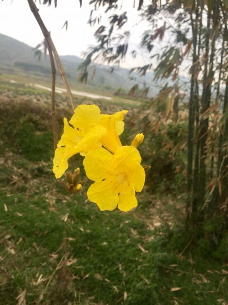 黄花风铃木3m以上，规格齐全