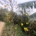 黄花风铃木3m以上，规格齐全