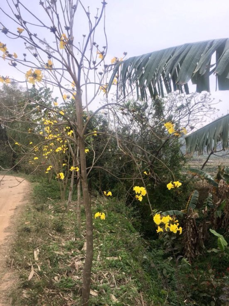 黄花风铃木3m以上，规格齐全