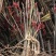 四川红叶香椿苗温室50~60cm价格优惠大量供货