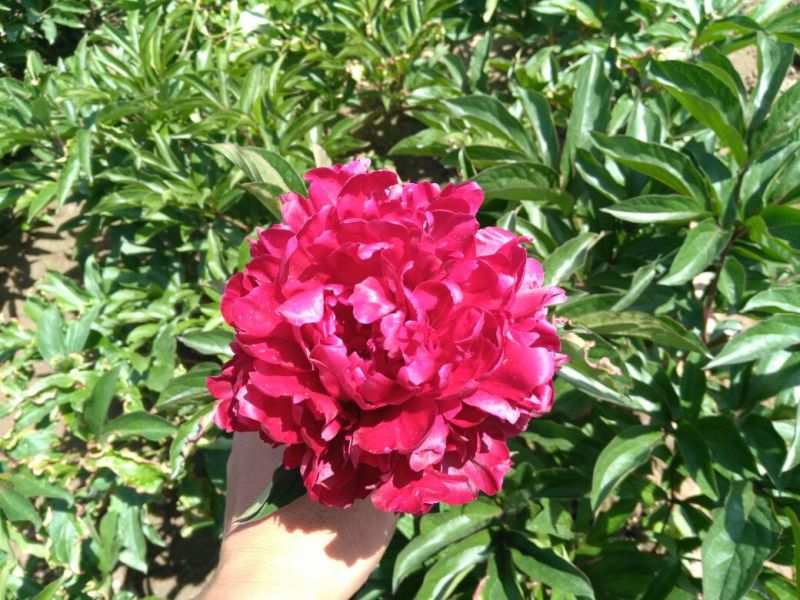 芍药2一5年苗，根系发达，长势良好，量大从优