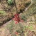 四川香椿芽红油香椿芽价格优惠大量供货欢迎咨询