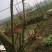 四川香椿芽红油香椿芽价格优惠大量供货欢迎咨询