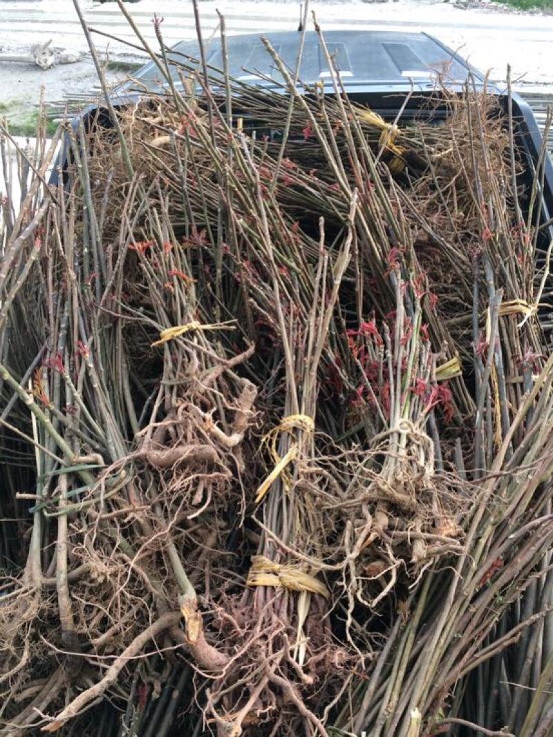 四川香椿芽红油香椿芽价格优惠大量供货欢迎咨询