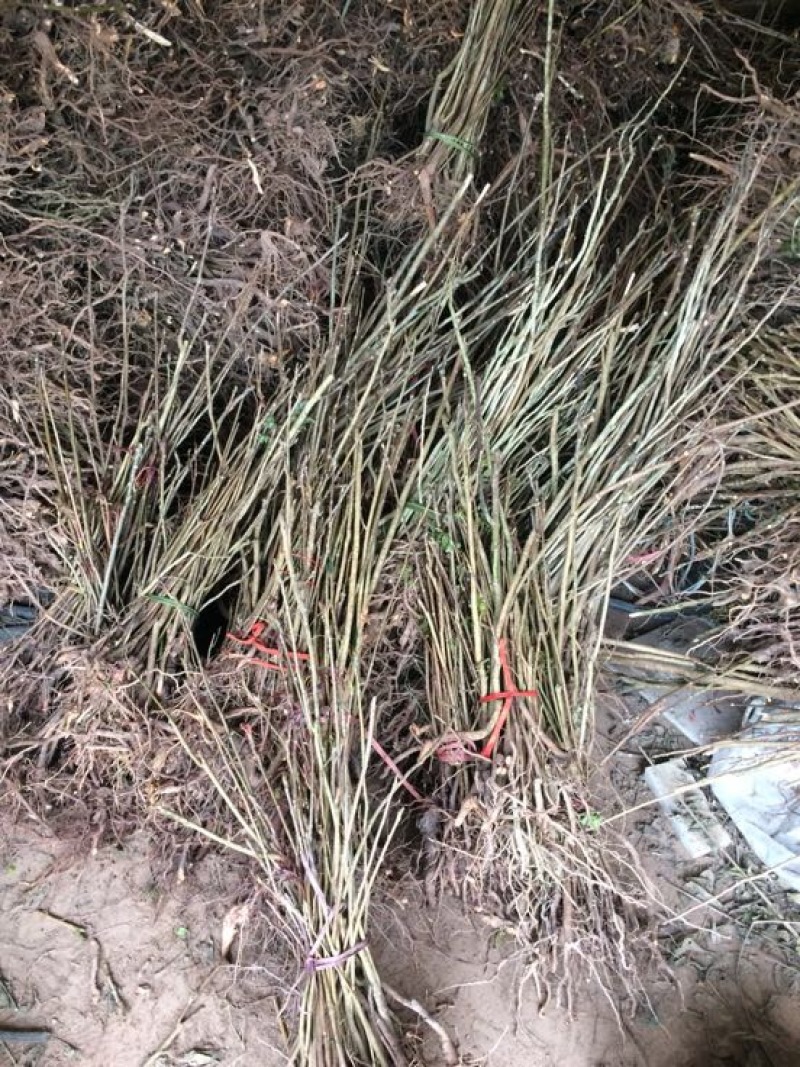 四川香椿芽红油香椿芽价格优惠大量供货欢迎咨询