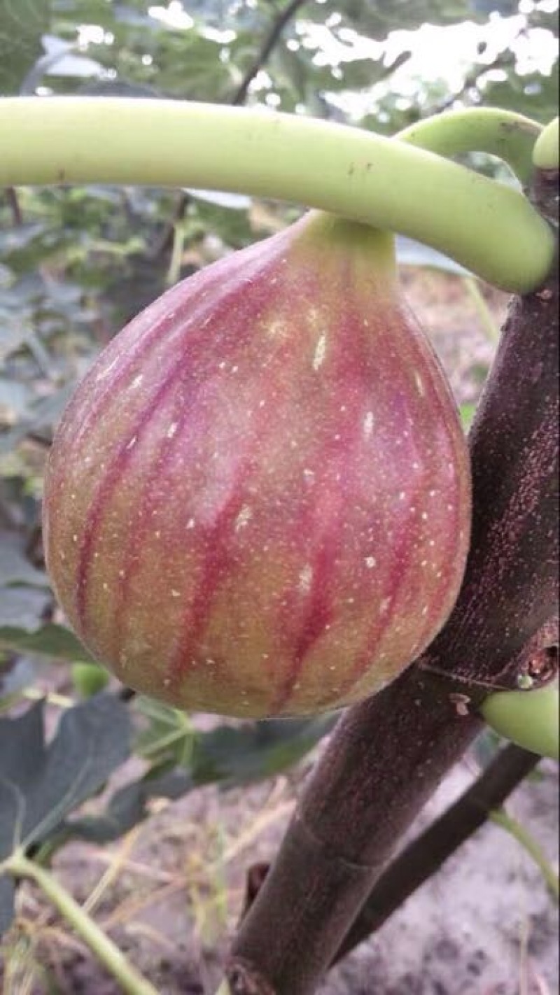 无花果