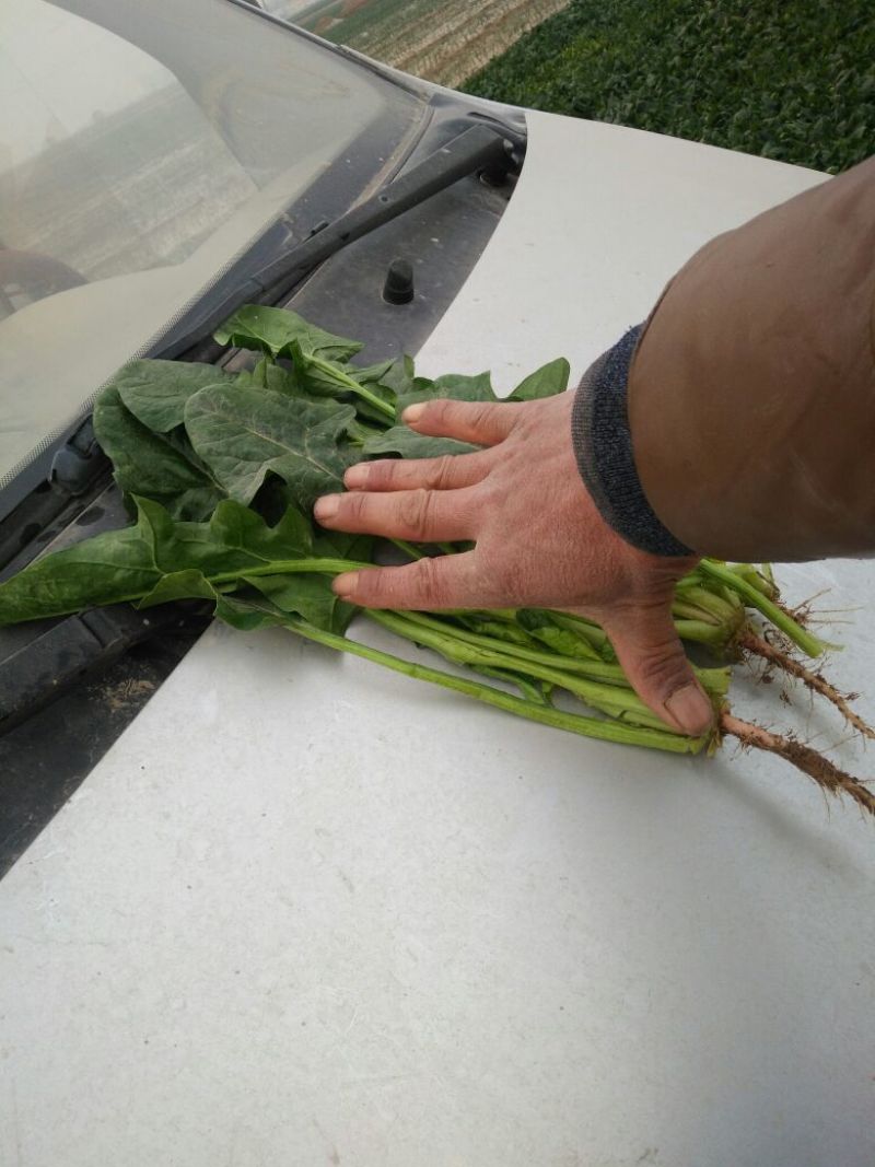 越冬菠菜30~35厘米