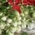 沂南大白菜大量上市了毛菜4~6斤量大品种全