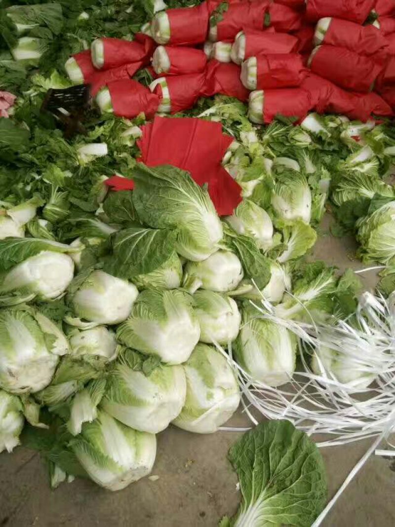 沂南大白菜大量上市了毛菜4~6斤量大品种全