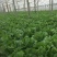 沂南大白菜大量上市了毛菜4~6斤量大品种全