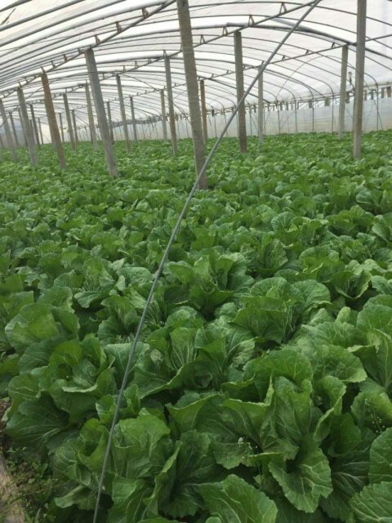 沂南大白菜大量上市了毛菜4~6斤量大品种全