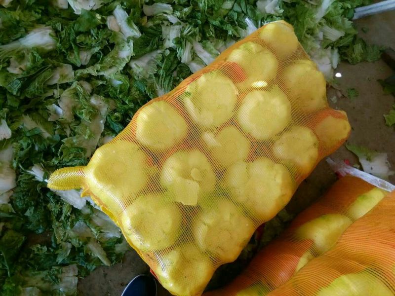 沂南大白菜大量上市了毛菜4~6斤量大品种全