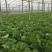 沂南大白菜大量上市了毛菜4~6斤量大品种全