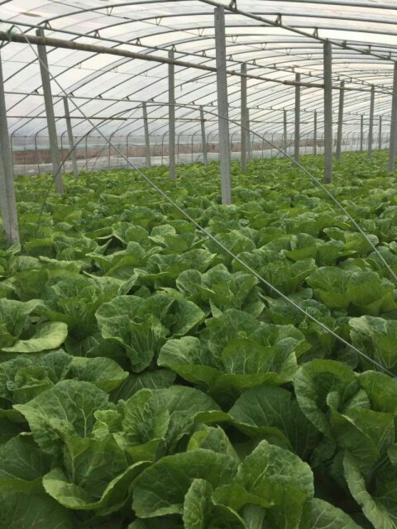 沂南大白菜大量上市了毛菜4~6斤量大品种全
