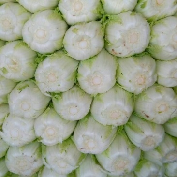 沂南大白菜大量上市了毛菜4~6斤量大品种全