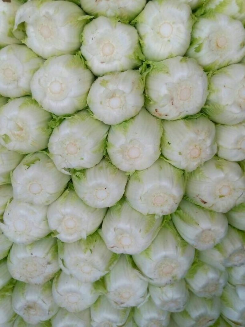 沂南大白菜大量上市了毛菜4~6斤量大品种全