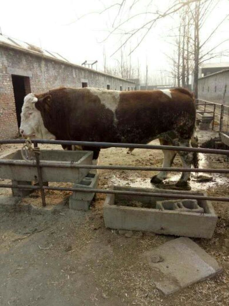 肉牛鲁西黄牛