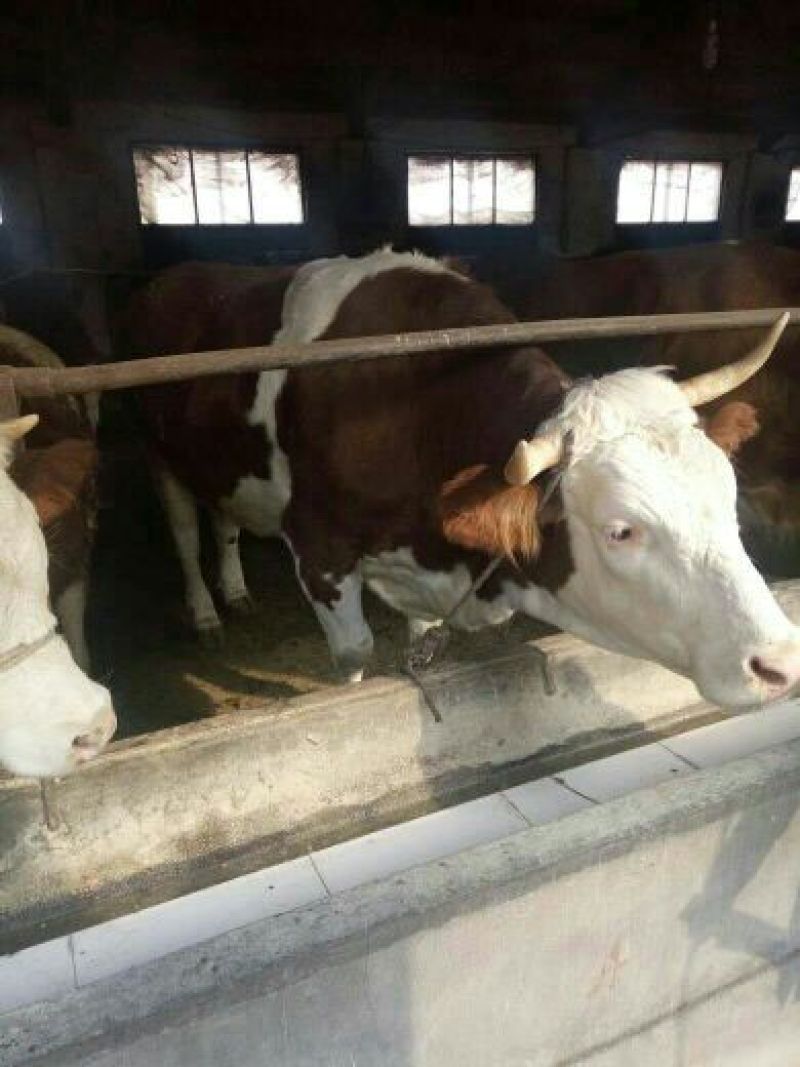 肉牛鲁西黄牛