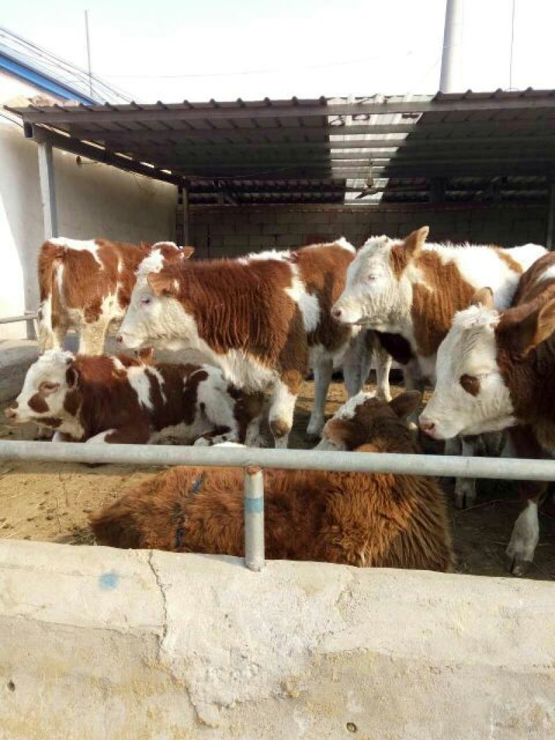 肉牛鲁西黄牛