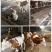 肉牛鲁西黄牛