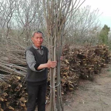 柿树