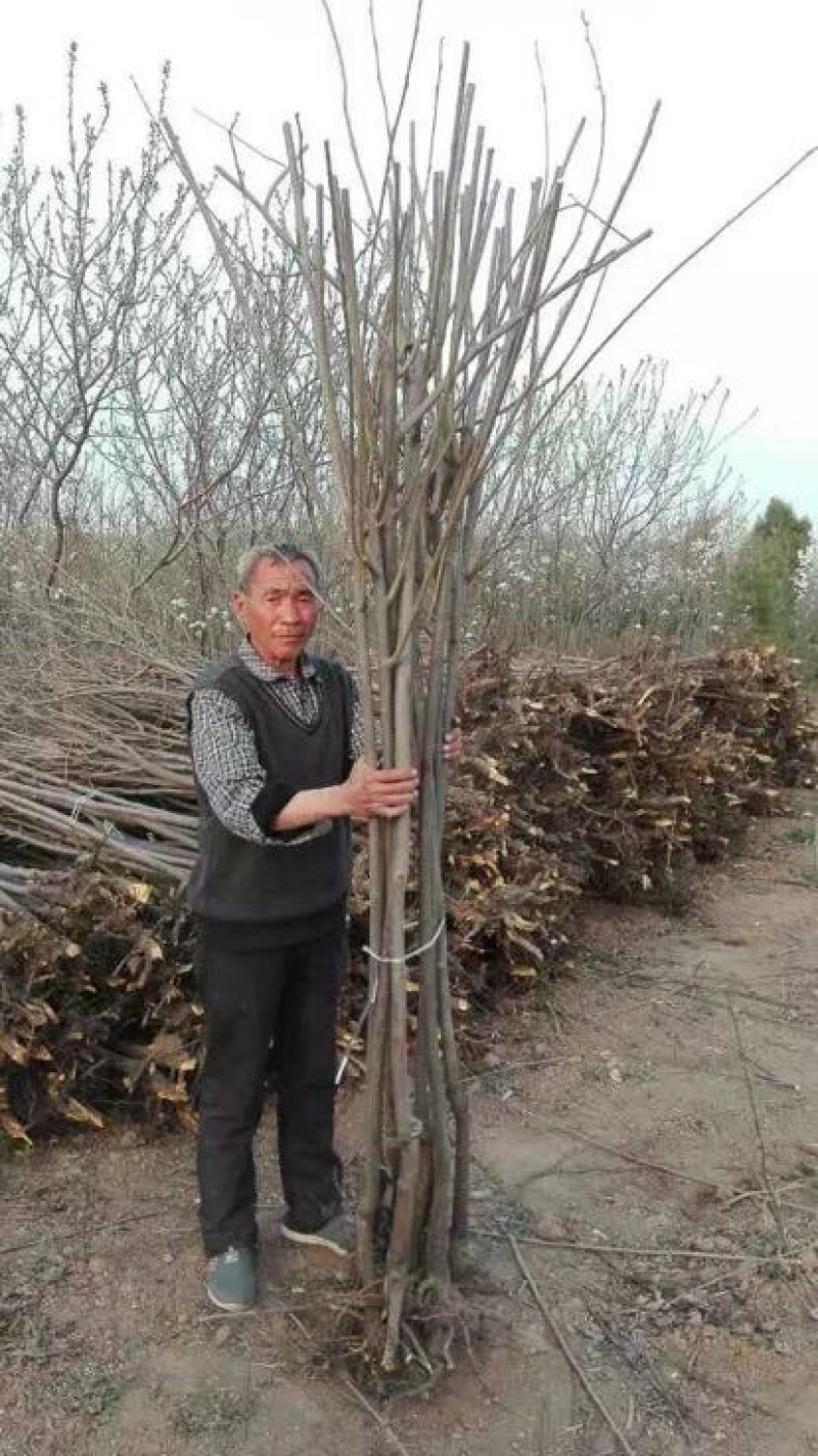 柿树