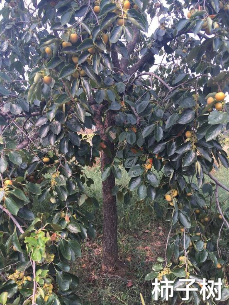 柿树