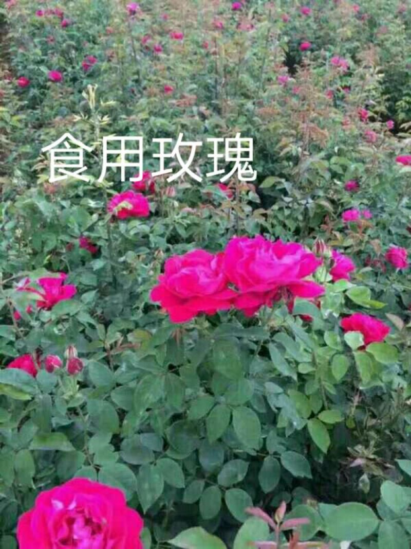 食用玫瑰苗10cm以下