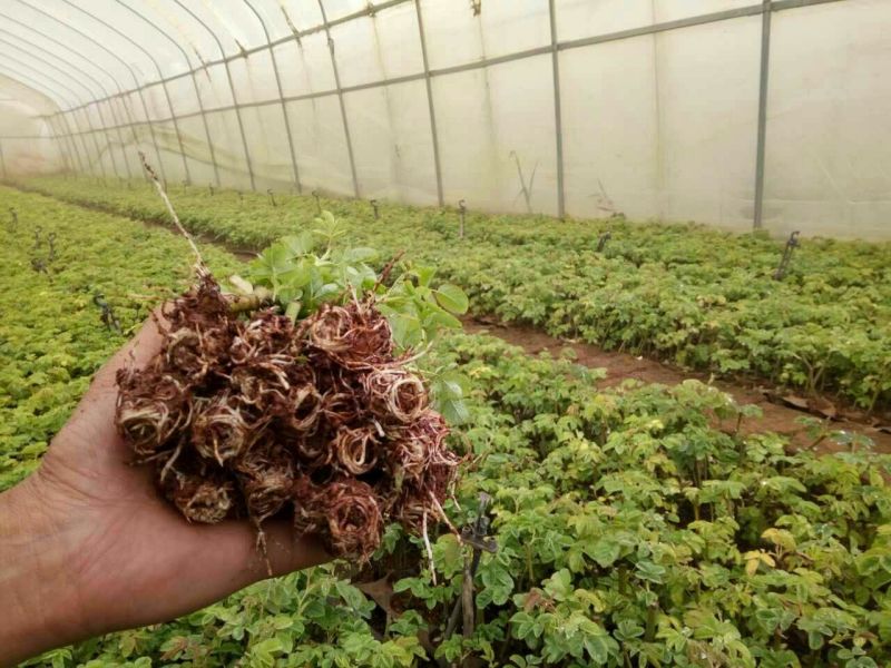 食用玫瑰苗10cm以下