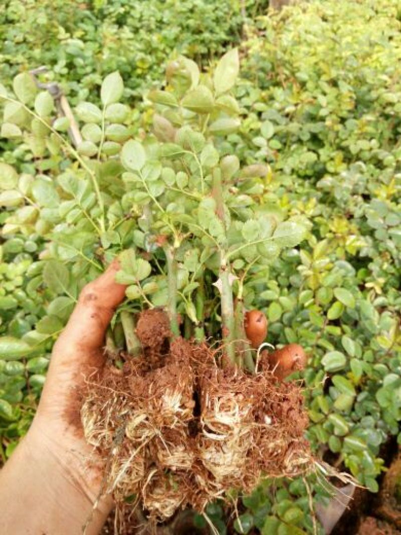 食用玫瑰苗10cm以下