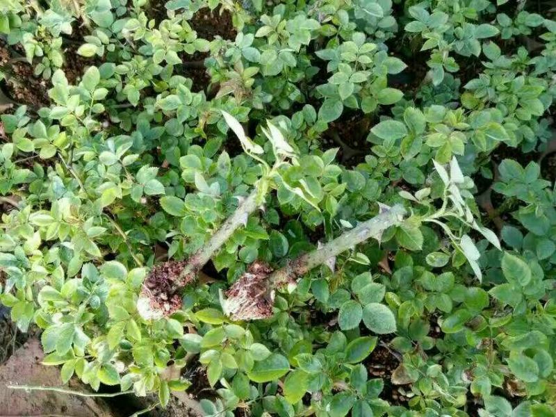 食用玫瑰苗10cm以下