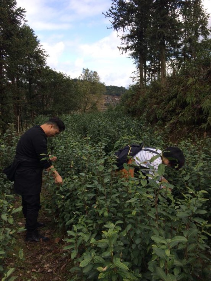 本山茶