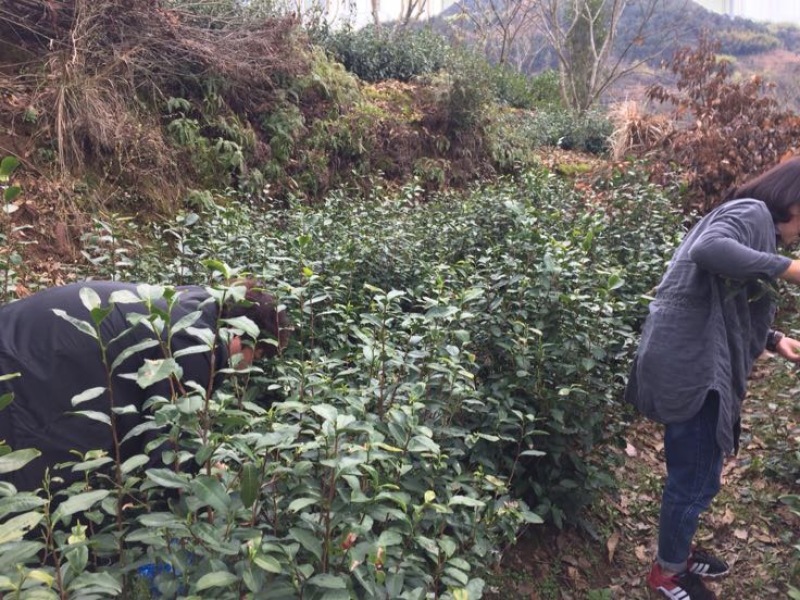 本山茶