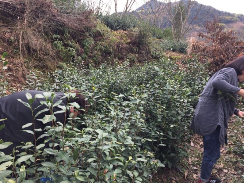 本山茶