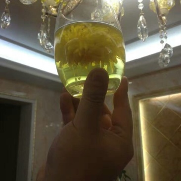 皇菊茶三级